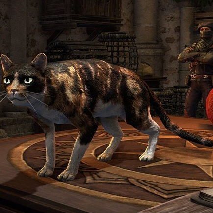 Файл:Силсейленская черепаховая кошка-превью.jpg