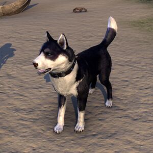 ON-pet-Black Mask Bear-Dog.jpg