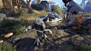 Гуар призрачной тени.jpg