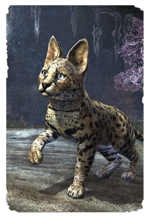 Котенок сенч-сервала-карта.png