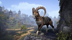 Баран из Королевского кордона.jpg