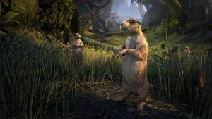 Луговая собачка из Южного вельда.jpg