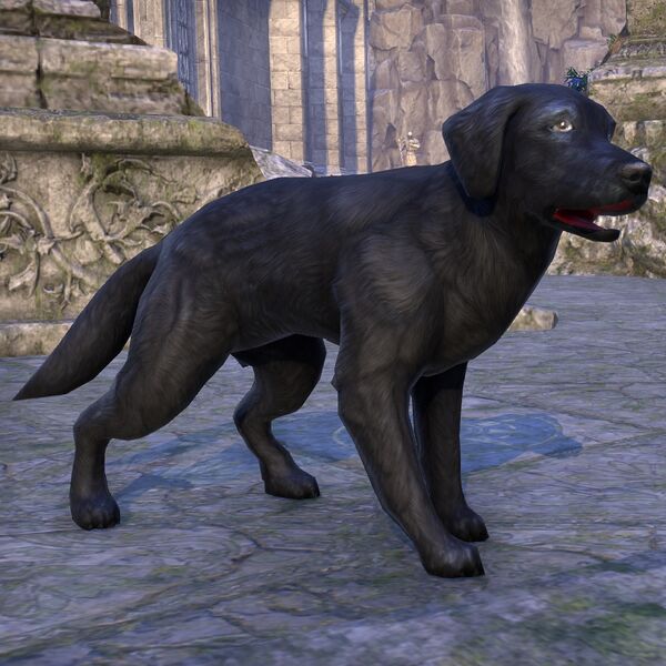 Файл:ON-pet-Shornhelm Shepherd.jpg