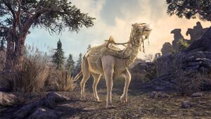 Блистательный верблюд из Совнгарда.jpg