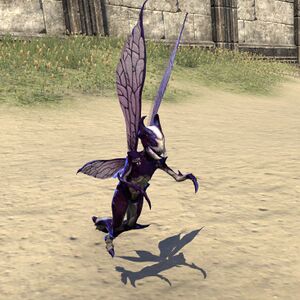 ON-pet-Orchid Nixad.jpg