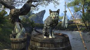 Сенчальская полосатая кошка.jpg